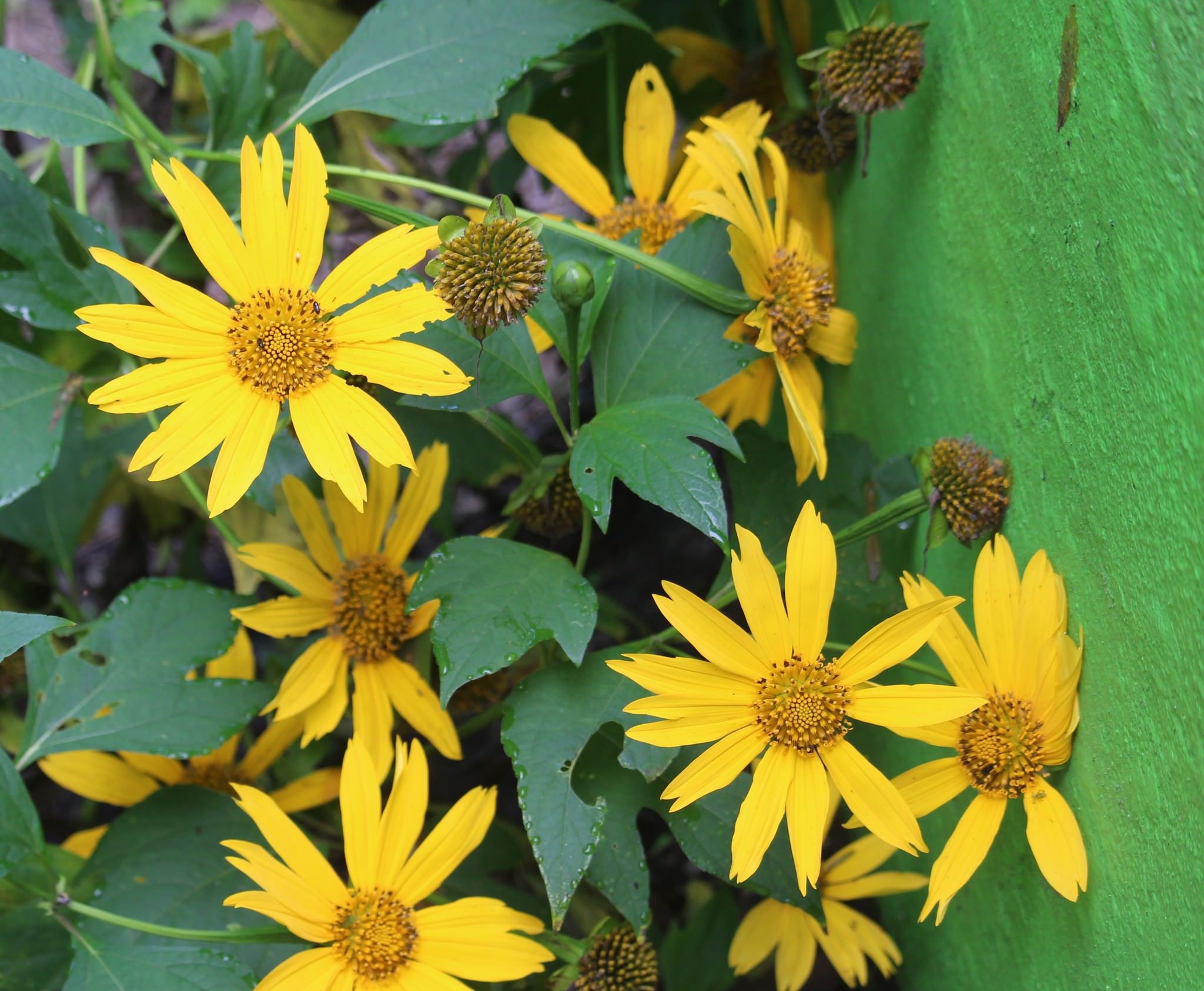 Tithonia diversifolia
